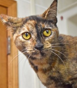 Cat of the Week - Godiva