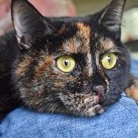 Cat of the Week – Maple Chai