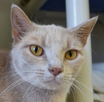 Cat of the Week – Suzy Q