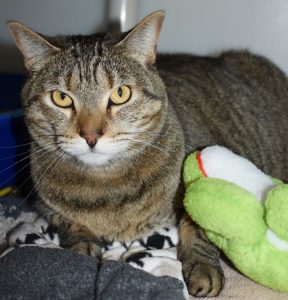 Cat of the Week - Greenbean