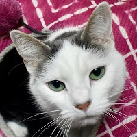 Cat of the Week – Zoey