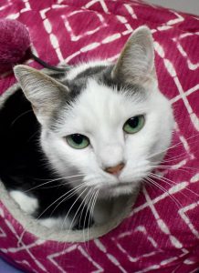 Cat of the Week - Zoey