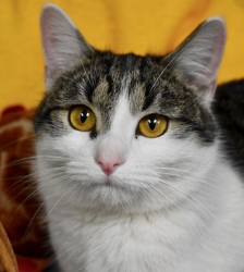 Cat of the Week – Minerva