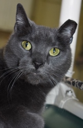 Cat of the Week – Trico