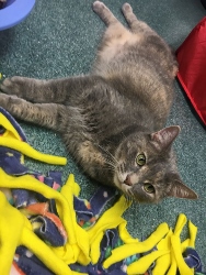 Cat of the Week – Viola