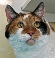 Cat of the Week – Sally Ann