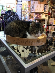Sassy- New Leaf store cat (002) (188×250)