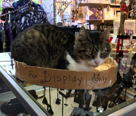 Sassy- New Leaf store cat (3)_2