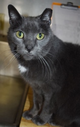 Cat of the Week – Trico