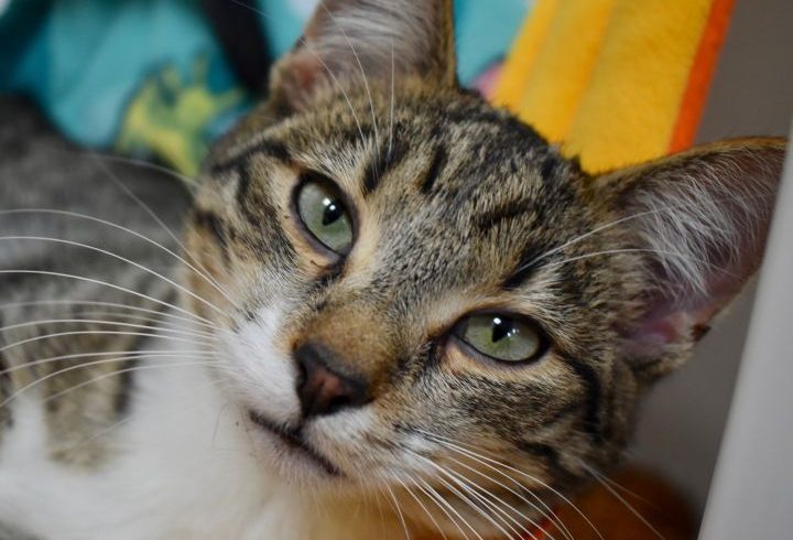 Cat of the Week – Zepplin