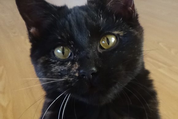 Cat of the Week – Nori