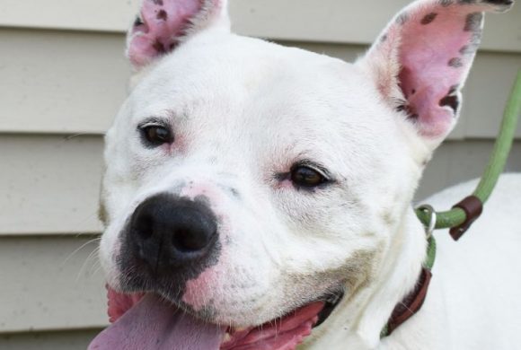 Dog of the Week – Gunner