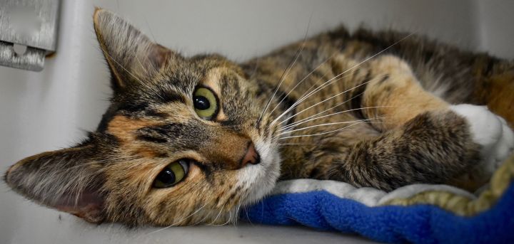 Cat of the Week – Joodle