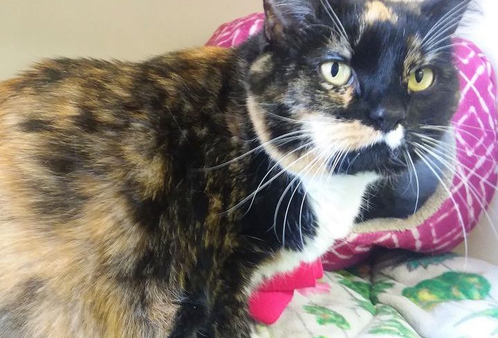 Cat of the Week – Kali