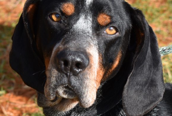 Everything you need to know about heartworm
