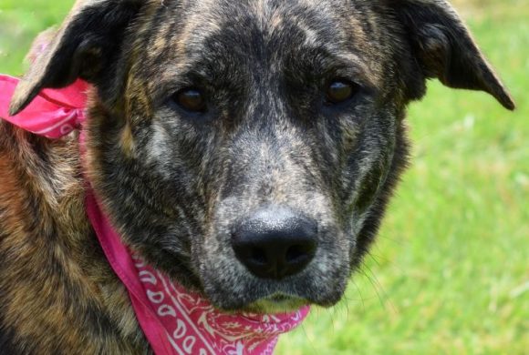 Dog of the Week – Callie