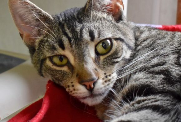 Cat of the Week – Humphrey