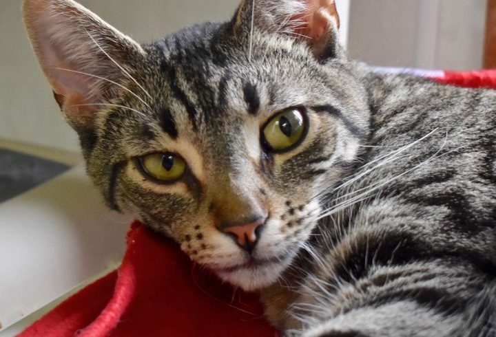 Cat of the Week – Humphrey