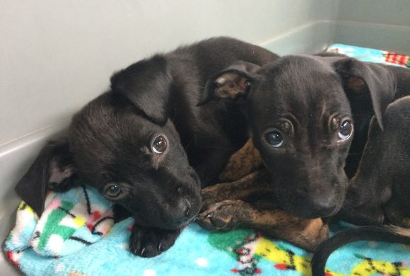 Parvo virus – deadly but easily preventable