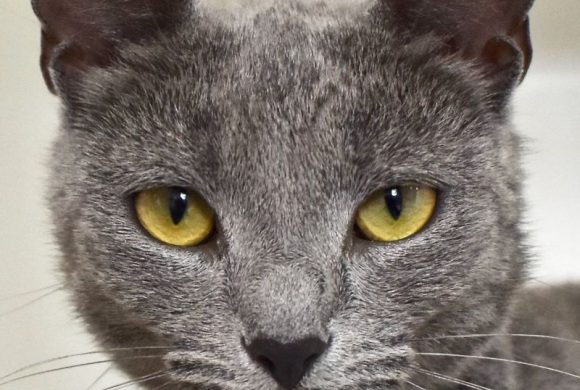 Cat of the Week – Sharona