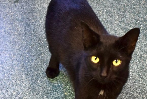 Cat of the Week – Briggs