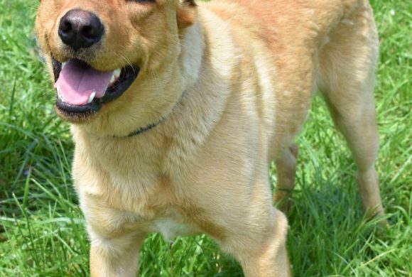 Dog of the Week – Bud Dog of the Week – Bud
