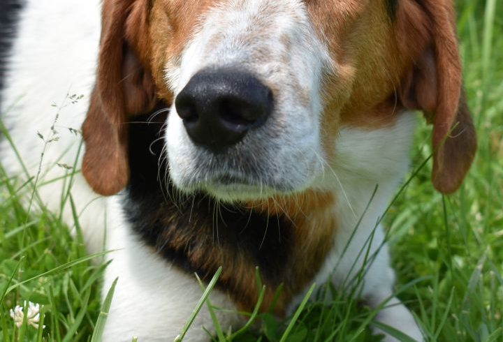 Video:  Dashing Dougal