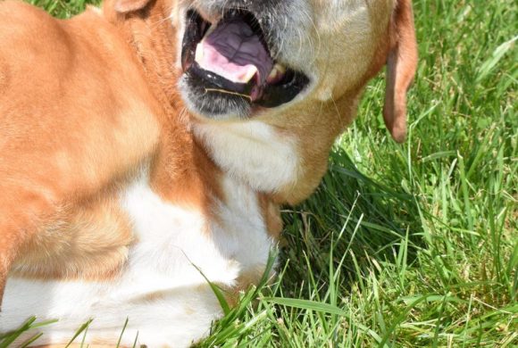 Dog of the Week – Griffin