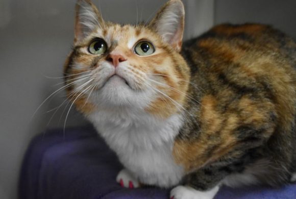 Cat of the Week: Kitty Cat of the Week: Kitty