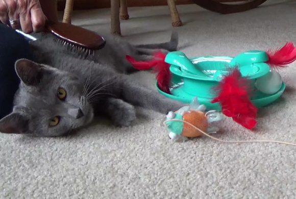 Video: Adorable Ori Video: Adorable Ori
