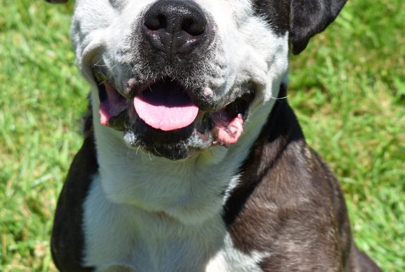 Dog of the Week – Mary Beth