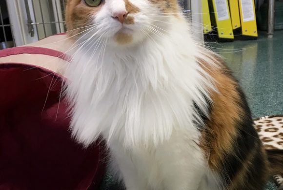 Did you know Trichobezoar is the scientific name for hairball?