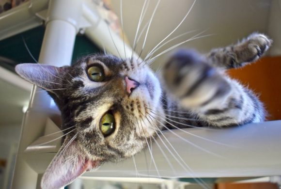 Cat of the Week – Rissa