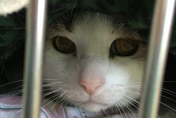 Adopting a Shy or Traumatized Pet