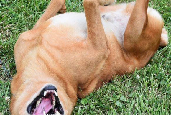 Dog of the Week – Biscuit