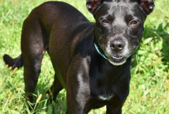 Dog of the Week – Koby Dog of the Week – Koby