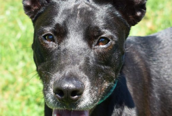 Dog of the Week – Koby