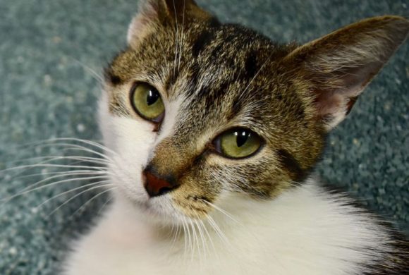 Cat of the week – Lily Cat of the week – Lily