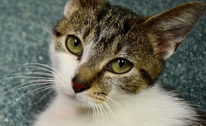 Cat of the week – Lily