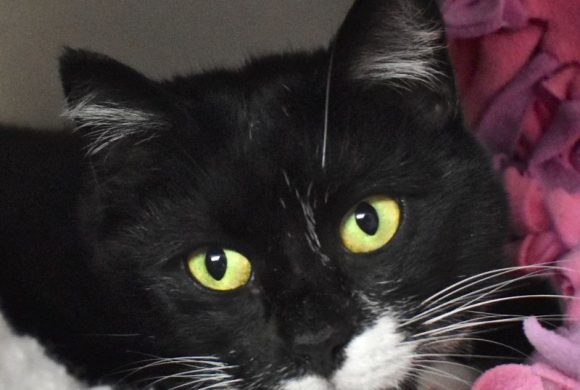 Cat of the Week – Raven Cat of the Week – Raven