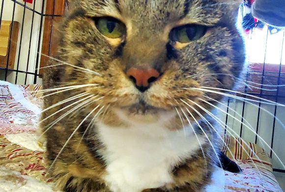 Cat of the Week – Cabbage