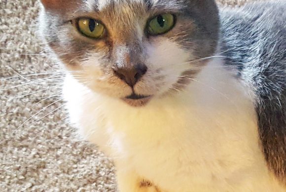 Cat of the Week – Nacho Cat of the Week – Nacho