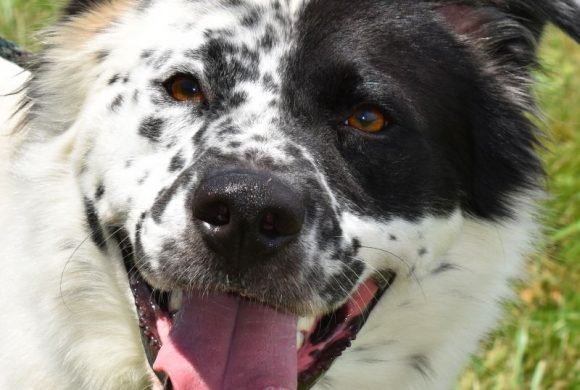 Dog of the Week – Bobo