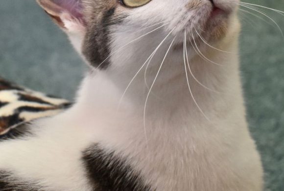 What to do if your Cat Goes Missing