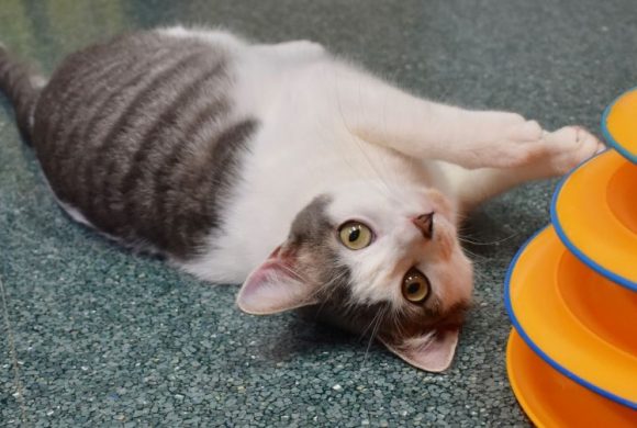 Cat of the Week – Bugsy Cat of the Week – Bugsy