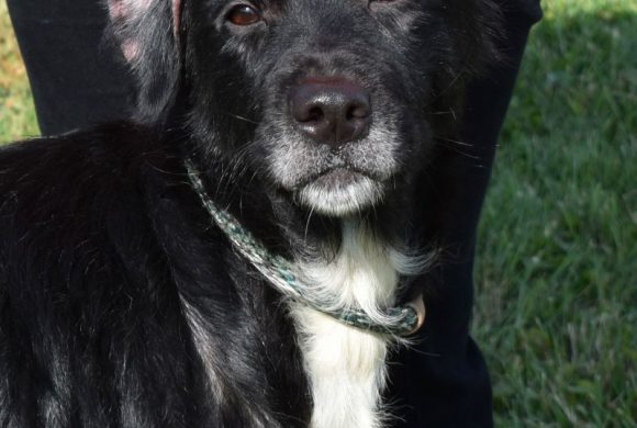 Dog of the Week – Cricket
