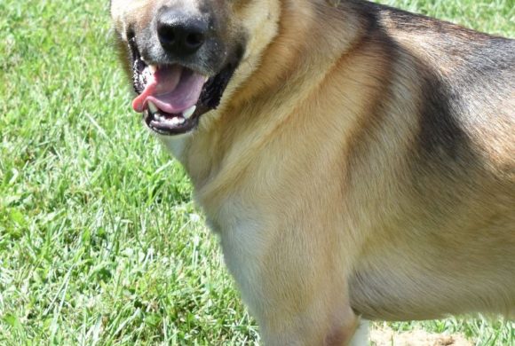 Dog of the Week – Hank Jr.