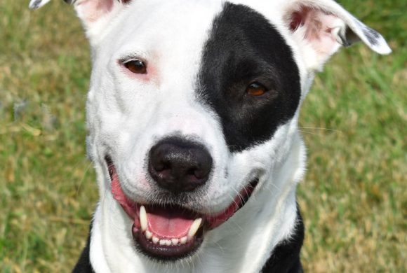Dog of the Week – Phantom