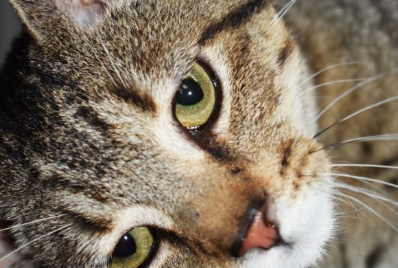 Cat of the Week – Hugo