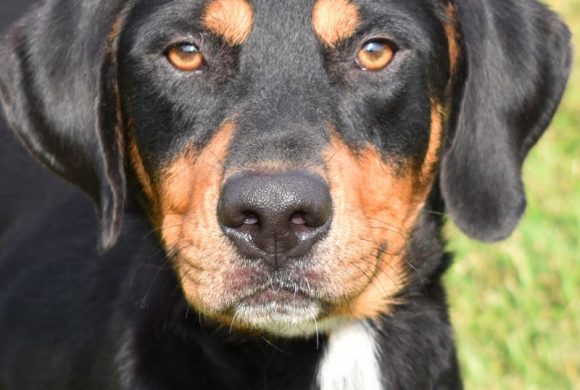 Dog of the Week – Jack